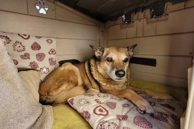 Modugno, la storia di Wally: quel "cane di quartiere" adottato dai residenti 17 anni fa